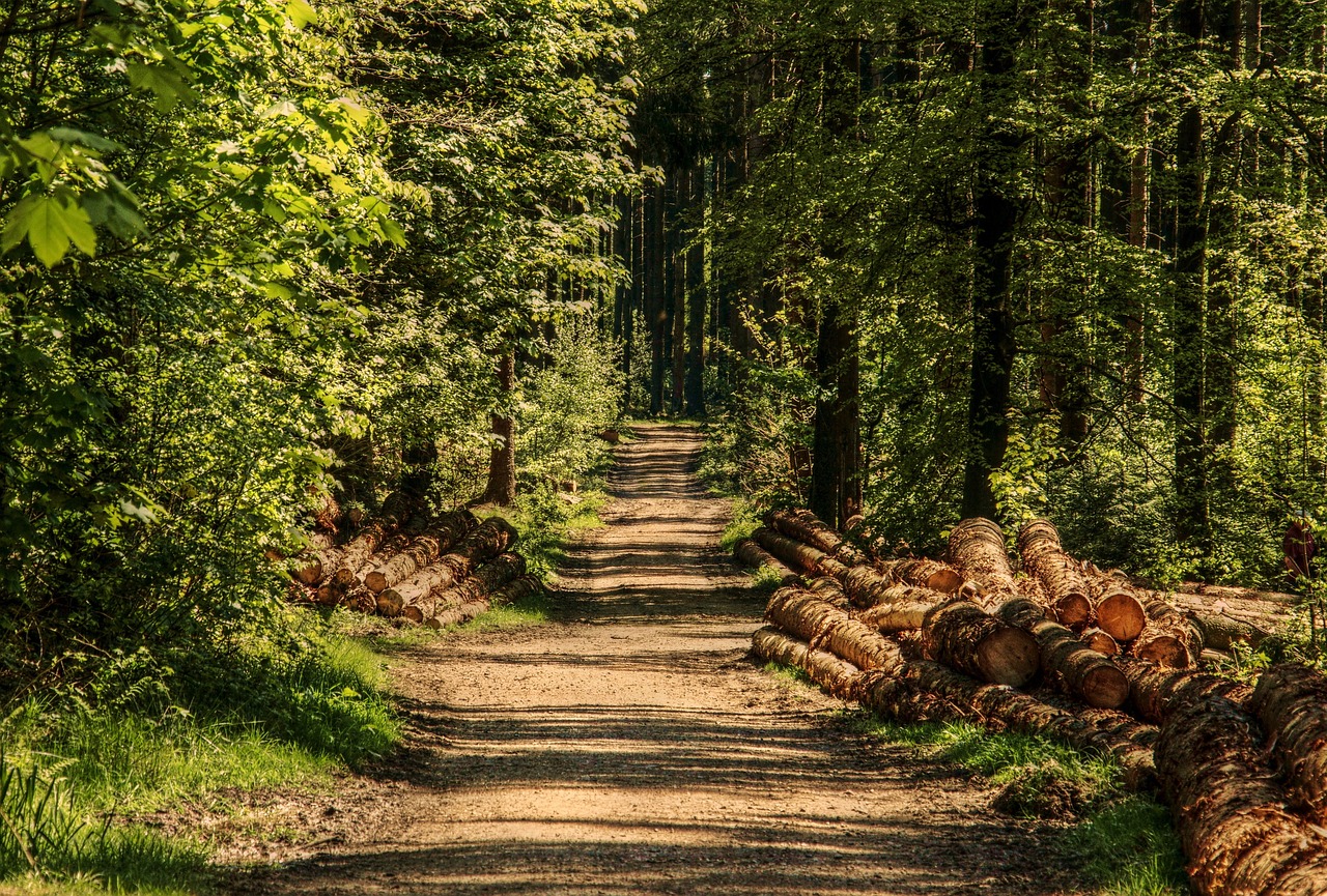 You are currently viewing Quels sont les multiples bienfaits des bains de forêt pour notre santé ? (1ère partie)